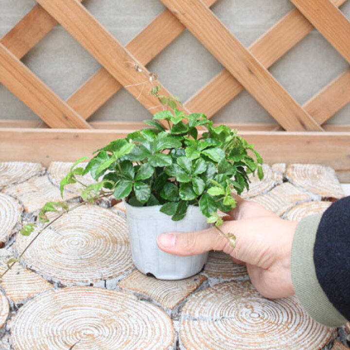 楽天市場 パーセノシッサス シュガーバイン 3号ポット苗観葉植物 インテリアグリーン 花みどりマーケット 楽天市場店
