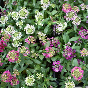 yPi / 3Zbg/5ZbgzXC[gAbT pXeJ[ 3|bgԕc H ~ 񂹐A Rei Ԓd A