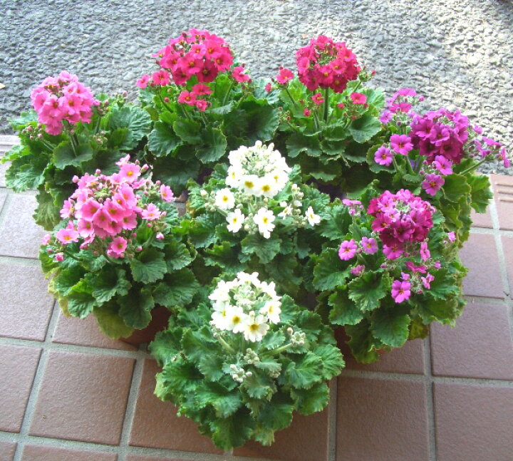 楽天市場 プリムラ マラコイデス 古都さくら コトサクラ 3 5号ポット苗 花苗 花の苗 寄せ植え 花壇 サクラ草 サクラソウ 耐寒 寒さに強い 冬 春 花みどりマーケット 楽天市場店