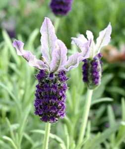 x_[ t`n XgGJX }[VEbh 3|bgct`x_[ XgGJXԕc n[uc n[u N  h CObVK[f u[ p[v  