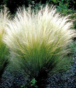 yPi / 3ZbgzXeBp GWFwA[i|j[eCj 3|bgcCObVK[f N I[i^OX h ԕc Ԃ̕c