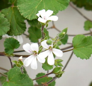 yPi / 3Zbg zϊySjE I[Xg[ 3.5|bgc ԕc N 