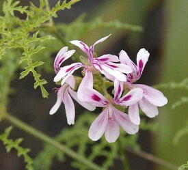 楽天市場 ドライフラワー 種類 植物 センテッドゼラニウム ガーデニング 農業 花 ガーデン Diy の通販