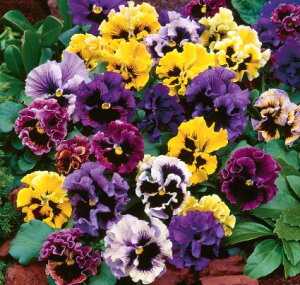 yPi / 3ZbgzpW[ t炫 tYVY 3|bgcԕc Ԓd 񂹐A Rei H ~ t t tW rI X~