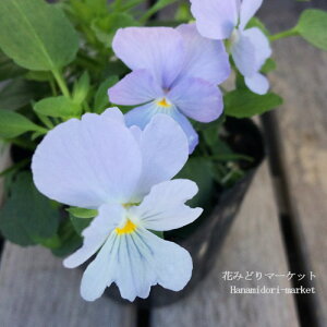 yPi / 3Zbg/5ZbgzrI rr wu[u[ 3|bgc ԕc Ԃ̕c Ԓd H ~ t 񂹐A ϊ v pW[ u[ F  