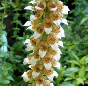 WM^X gi wIu gC 3`3.5|bgcԕc c h N CObVK[f ϊ Ϗ