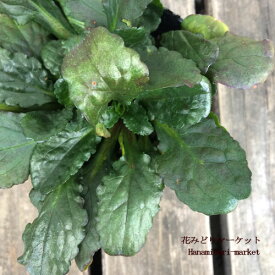 楽天市場 日陰 でも 育つ 宿根草の通販