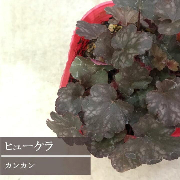 楽天市場 ヒューケラ ツボサンゴ カンカン 3 5号ポット苗 イングリッシュガーデン 宿根草 カラーリーフ 寄せ植え シェードガーデン 日陰 花みどりマーケット 楽天市場店