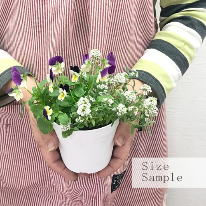 楽天市場 3種寄せ植え ビオラ スイートアリッサム シルバーレース 3 5号ポット苗花苗 パンジー 秋 冬 花壇 耐寒性 丈夫 アリッサム 花みどりマーケット 楽天市場店