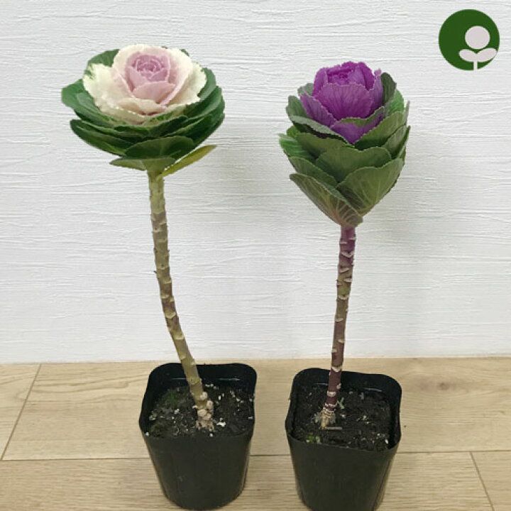 楽天市場 ハボタン スタンド仕立て プラチナケール ルシール バニラ 白系 ワイン 赤系 3号ポット苗 葉牡丹 葉ボタン 花苗 花壇 寄せ植え コンテナ 鉢花 秋 冬 耐寒性 和風 正月 花みどりマーケット 楽天市場店