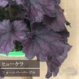楽天市場 ヒューケラ寄せ植えの通販