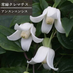 yPi / 3Zbgz΃N}`X AXGVX 3|bg c[dĕcN}`X ԕc    ϊ Ϗ zCg  h N tFX