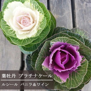 yPi / 3Zbgzn{^ v`iP[ V[ 3`3.5|bgctO tڂ Ɨt  ԕc 񂹐A Ԓd Rei H ~ ϊ J[[t ۗt  