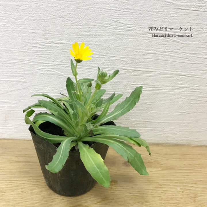 楽天市場 2個セット キンセンカ カレンデュラ 冬知らず 3号ポット苗 計2ポットセットフユシラズ 花壇 寄せ植え 秋 冬 黄色 イエロー 耐寒性 花苗 多年草 宿根草 花みどりマーケット 楽天市場店