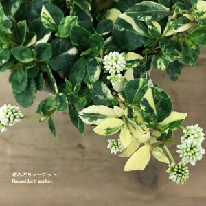 yPi / 3Zbgzqc\o |Si eBz () 2.5O|bgcԕc OhJo[ CObVK[f N h ϊ Ϗ  zCg Ԃ̕c 񂹐A 