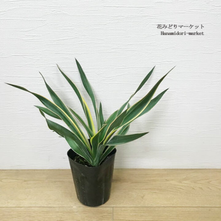 楽天市場】ユッカ グロリオサ バリエガータ（斑入り） 3.5号ロング 
