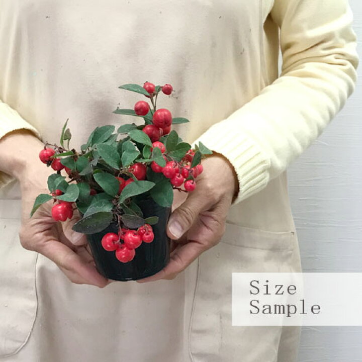 楽天市場 チェッカーベリー ゴーテリア プロクンベンス 3号ポット苗花苗 寄せ植え 鉢花 クリスマス 正月 赤い実 多年草 花木 花みどりマーケット 楽天市場店