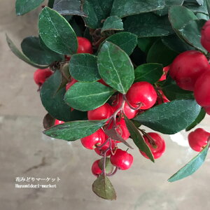 yPi / 3Zbgz`FbJ[x[ S[eA vNxX 3|bgcԕc 񂹐A  NX}X  Ԃ N Ԗ 2