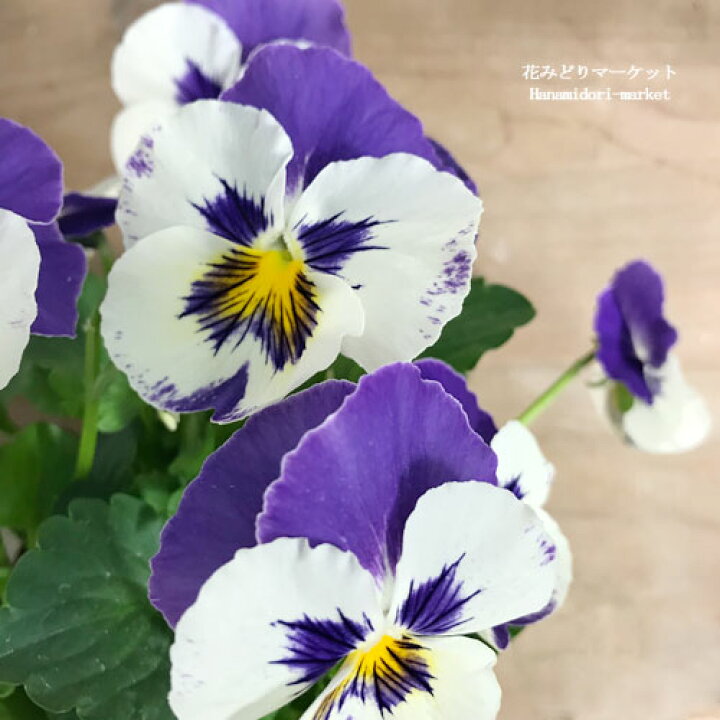 楽天市場 パンジー エレファント ブルーマウンテン 3 5号ポット苗花苗 花壇 秋 冬 春 コンテナ 寄せ植え ビオラ ブルー 青 パープル 花みどりマーケット 楽天市場店 楽天市場 パンジー エレファント ブルーマウンテン 3 5号ポット苗花苗 花壇 秋 冬 春 コンテナ 寄せ植え ビオラ ブルー 青 パープル 花みどりマーケット 楽天市場店