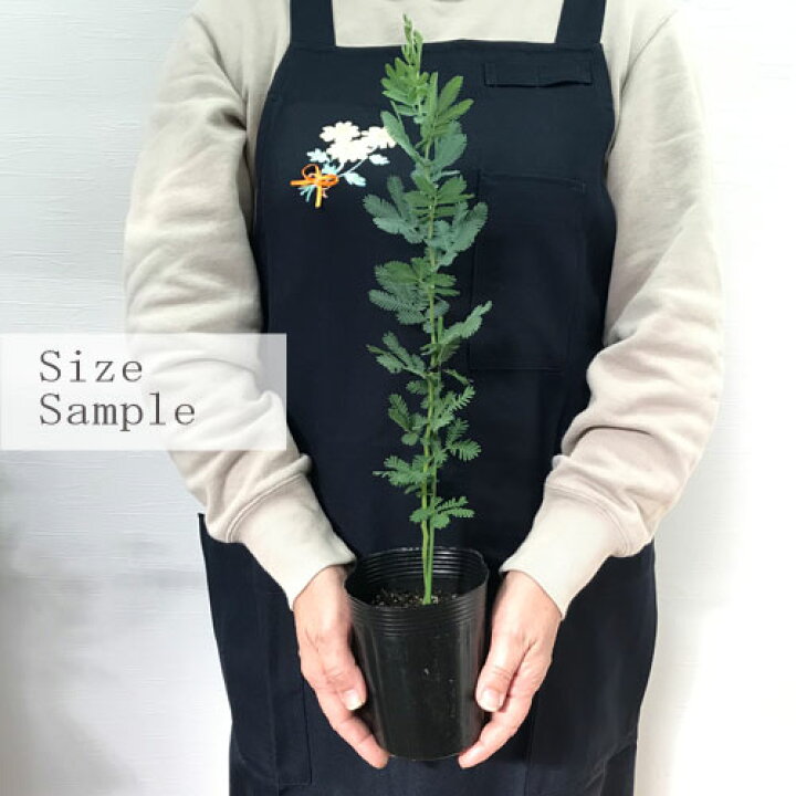 楽天市場 アカシア 銀葉アカシア ミモザアカシア 3 3 5号ポット苗ミモザ 花木 庭木 花苗 シンボルツリー 常緑 寄せ植え 花みどりマーケット 楽天市場店