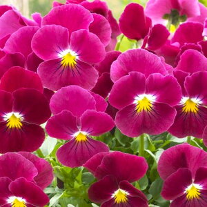 yPi / 3Zbg/5ZbgzrI rr XC[g[Y 3|bgc ԕc Ԃ̕c Ԓd H ~ t 񂹐A ϊ v pW[ u[ F  