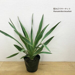 bJ OIT oGK[^ 5|bgcϊ OX hCK[f J[[t