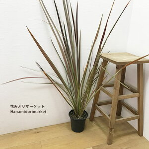 RWl oNV[GNgbNX^[ 5|bgcN h OX I[i^OX hCK[f J[[t OXK[f 񂹐A ԕc ϗtA