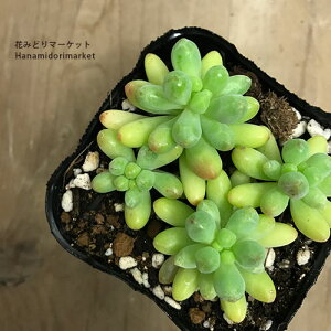 Z_SiIgSRj3|bgcOhJo[ CeAO[ hCK[f J[[t ϗtA A