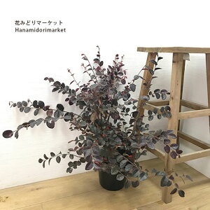 gL}TN vS[WX5|bgcԖ؁@؁@ϊ@Ϗ