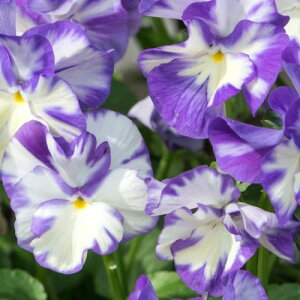 yPi / 3ZbgzhrI xbJ 3|bgcCObVK[f CObVrI h ԕc N 2