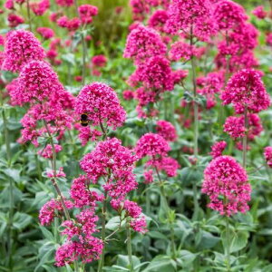 yPi / 3ZbgzZgTXRbLlEX 3|bgcԕc ϊ h N CObVK[f F  sN F 2