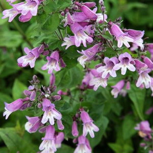 yPi / 3ZbgzyXe X[[3.5|bgcԕc c h N v ϊ Ϗ 2