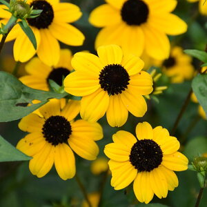 yPi / 3ZbgzhxLA ubNWbN S[h 3.5|bgcĂHɍ炭h@ϊ@Ϗ