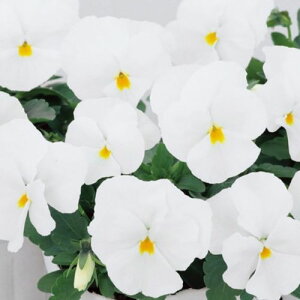 yPi / 3ZbgzpW[悭炭X~ }V}3`3.5|bgc ԕc 񂹐A Ԓd H ~ t lC ϊ Ϗ TJ^̃^l rI  zCg