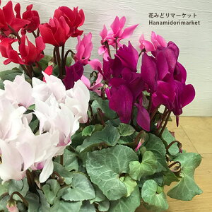 VN v`i[t 3|bgcԕc N H ~ J[[t t zCg 񂹐A