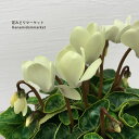 【単品 / 3個セット】ミニシクラメン マイクロ ゴールデンボーイ 3号ポット苗花苗 多年草 鉢花 イエロー 黄 ガーデンシクラメン