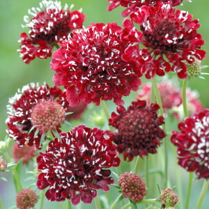 XJrIT t@C[LO 3`3.5|bgcm}cV XJrI[TCObVK[f h ؂ ԕc N