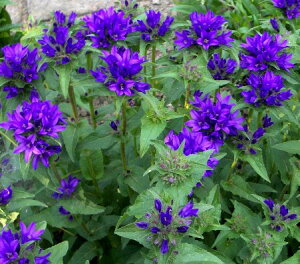 �y�P�i / 3�Z�b�g�z�J���p�j���� �O�������[�^ �p�[�v���u���[3���|�b�g�c(�����h�E�炫 �J���p�j����)���c�V���\�E �C���O���b�V���K�[�f�� �h�����@�ԕc ���N�� 2