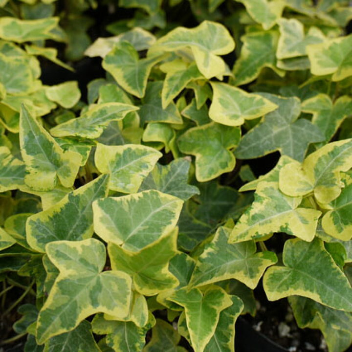 楽天市場 ヘデラ ゴールデンコリブリ 3号ポット苗イングリッシュアイビー グランドカバー カラーリーフ 寄せ植え インテリアグリーン 多年草 花みどりマーケット 楽天市場店
