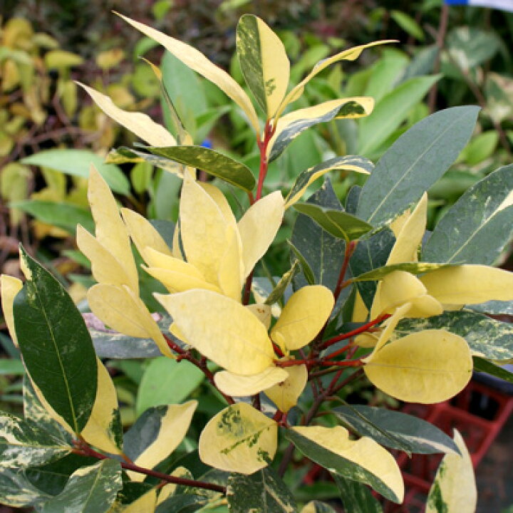 楽天市場 ゲッケイジュ 月桂樹 ローレル 斑入り 3 5号ポット苗鑑賞樹 庭木 ハーブ苗 低木 カラーリーフ シュラブ 花苗 花みどりマーケット 楽天市場店 楽天市場 ゲッケイジュ 月桂樹 ローレル 斑入り 3 5号ポット苗鑑賞樹 庭木 ハーブ苗 低木 カラーリーフ シュラブ 花苗 花みどりマーケット 楽天市場店