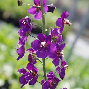 yPi / 3Zbgzo[oXJ p[vC 3.5|bgch ԕc N