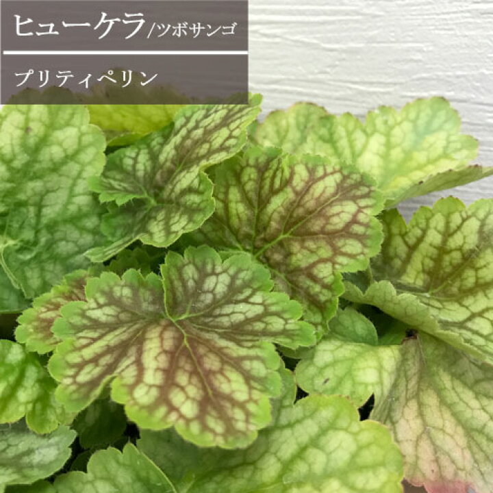 楽天市場 5号大苗 ヒューケラ ツボサンゴ プリティペリン 5号ポット苗 カラーリーフ 花苗 多年草 宿根草 寄せ植え コンテナ 花壇 耐寒性 耐暑性 常緑 花みどりマーケット 楽天市場店