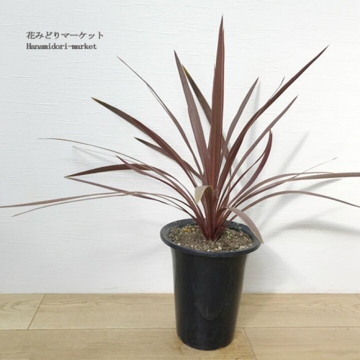 楽天市場 コルディリネ オーストラリス レッドスター6号ポット苗 コルジリネ 耐寒性 アウトドア観葉 イングリッシュガーデン ドライガーデン メンテナンスフリー 造園 花みどりマーケット 楽天市場店