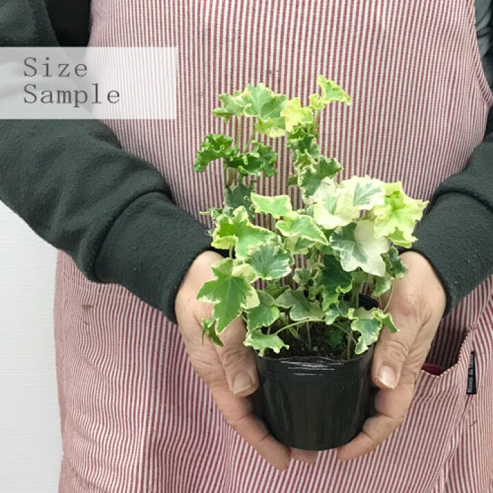 楽天市場 ヘデラ セシリア 3号ポット苗イングリッシュアイビー 観葉植物 花苗 インテリアグリーン 寄せ植え 多年草 グランドカバー 常緑 花みどりマーケット 楽天市場店 楽天市場 ヘデラ セシリア 3号ポット苗イングリッシュアイビー 観葉植物 花苗 インテリアグリーン 寄せ植え 多年草 グランドカバー 常緑 花みどりマーケット 楽天市場店