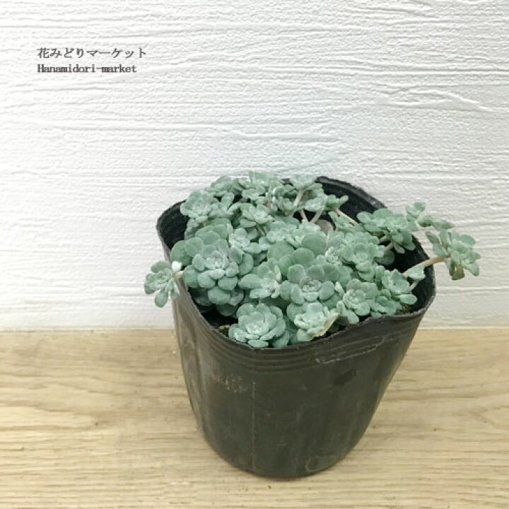 楽天市場 セダム 白雪ミセバヤ シラユキミセバヤ 2 5 3号ポット苗グランドカバー 多年草 宿根草 耐寒性 ロックガーデン 多肉植物 花苗 花みどりマーケット 楽天市場店
