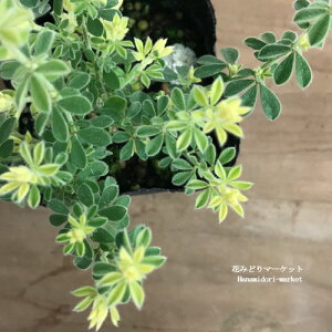 yPi / 3Zbgz[^X uXg[ 3|bgcCObVK[f J[[t OhJo[ ԕc N h