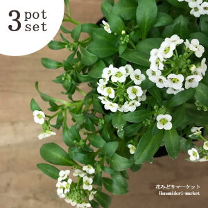 y3Zbg / 10ZbgzXC[gAbT zCg 3|bgc Ԓdc 񂹐A  Ԓd ԕc Ԃ̕c H ~ t ɋ  