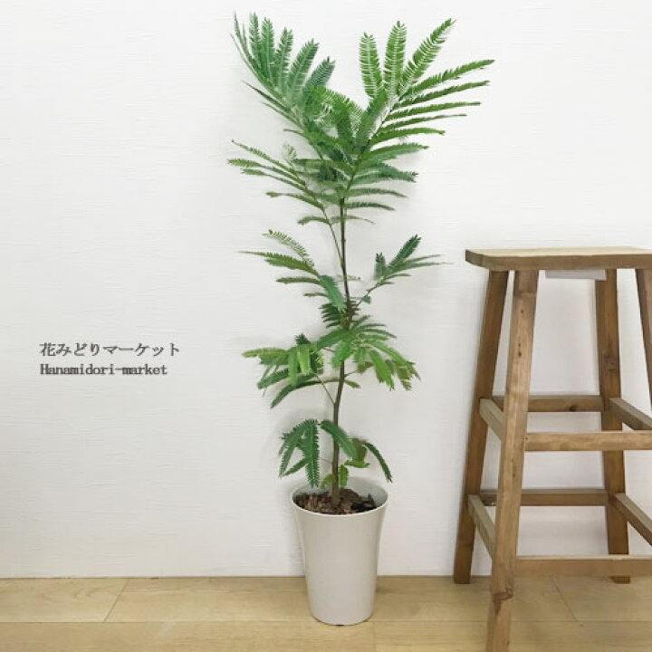 楽天市場 エバーフレッシュ 5号プラ鉢アカサヤネムノキ観葉植物 インテリアグリーン オフィスグリーン 丈夫 育てやすい ネムノキ新生活 引っ越し祝 開店祝 結婚祝 ギフト 花みどりマーケット 楽天市場店