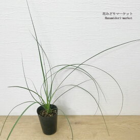 【レア植物】ノリナ ビゲロビー 3号ポット苗観葉植物 ドライガーデン インテリアグリーン 耐寒 耐暑 アウトドア 屋外 造園 シンボルツリー