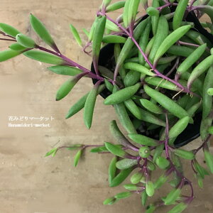 yPi / 3Zbgzr[lbNX3|bgAyVzyϗtzyCeAO[z